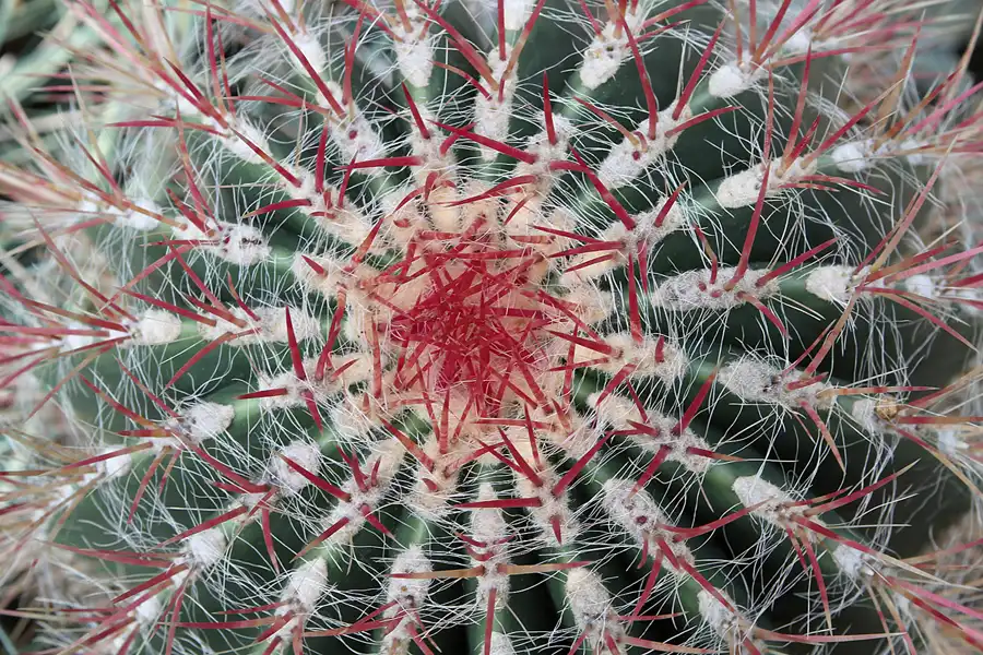 034 | 2011 | Berlin | Botanischer Garten | © carsten riede fotografie