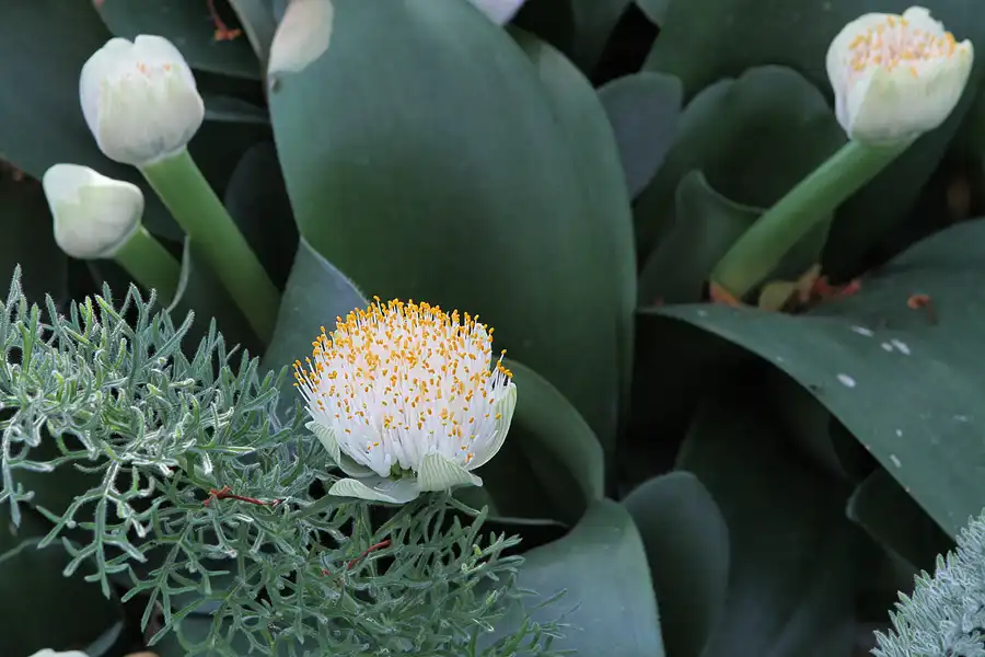 035 | 2011 | Berlin | Botanischer Garten | © carsten riede fotografie