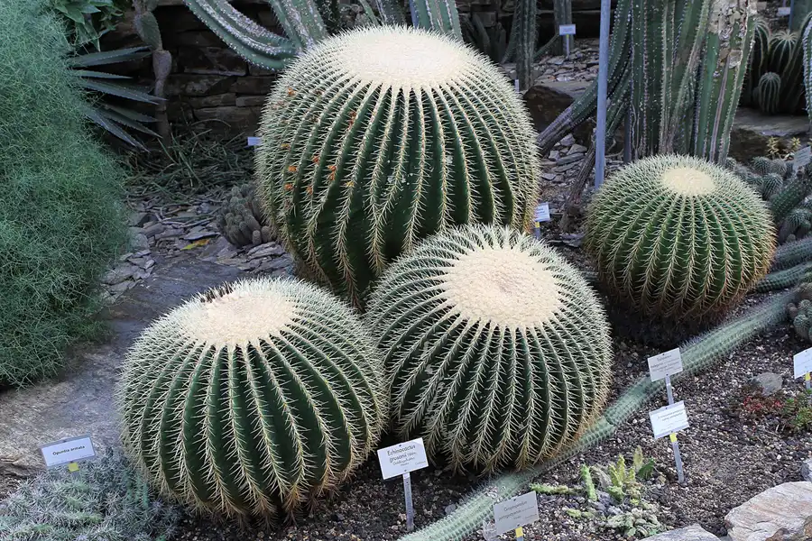 036 | 2011 | Berlin | Botanischer Garten | © carsten riede fotografie