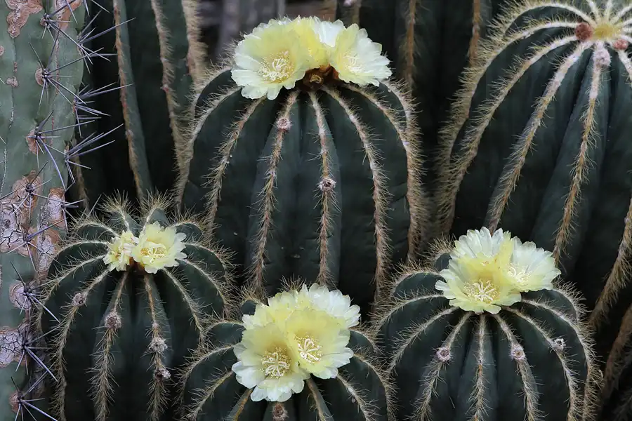 037 | 2011 | Berlin | Botanischer Garten | © carsten riede fotografie