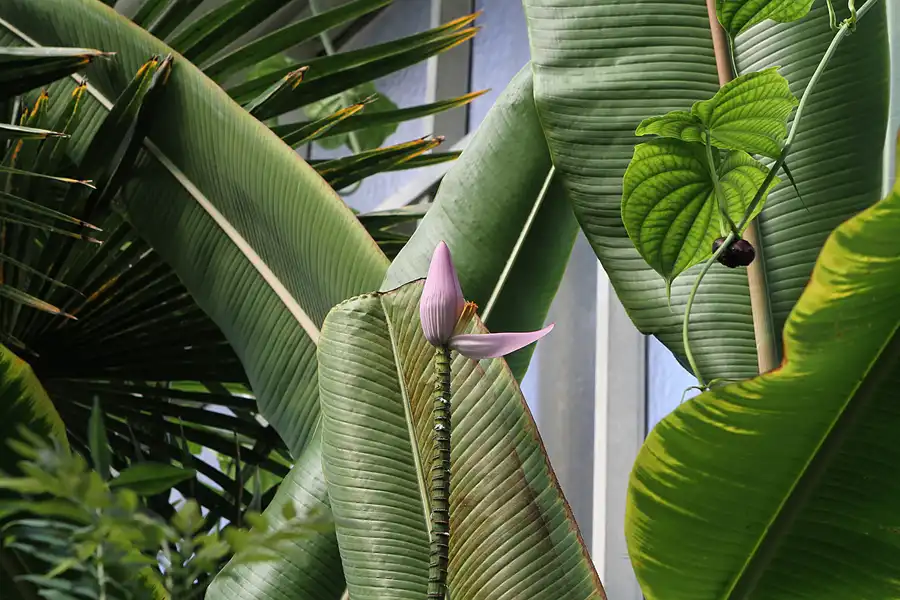044 | 2011 | Berlin | Botanischer Garten | © carsten riede fotografie