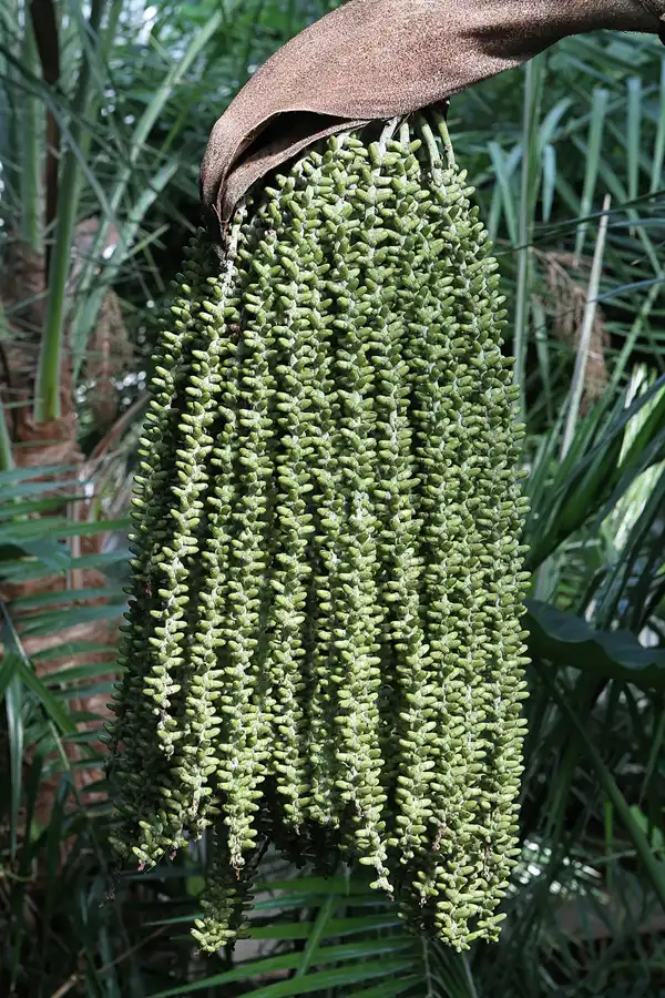 045 | 2011 | Berlin | Botanischer Garten | © carsten riede fotografie