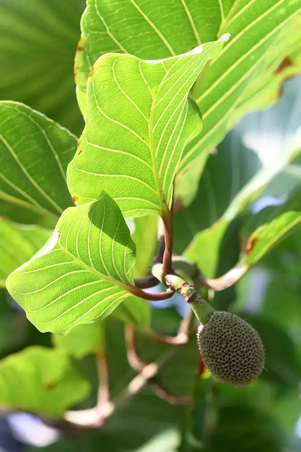 048 | 2011 | Berlin | Botanischer Garten | © carsten riede fotografie