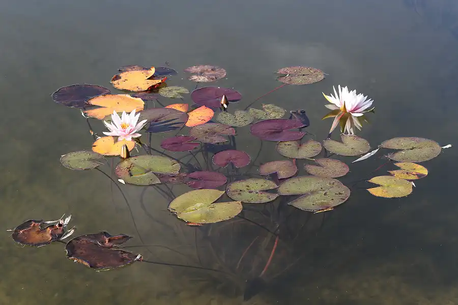 012 | 2011 | Berlin | Gärten der Welt im Erholungspark Marzahn | © carsten riede fotografie