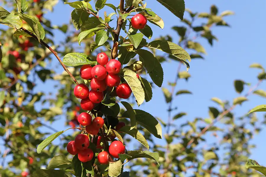 019 | 2011 | Berlin | Gärten der Welt im Erholungspark Marzahn | © carsten riede fotografie