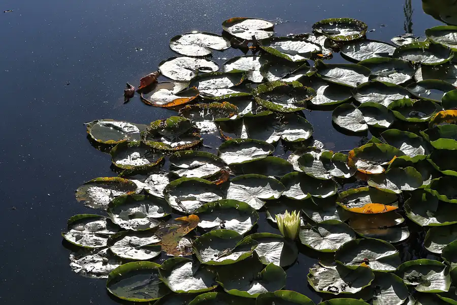 021 | 2011 | Berlin | Gärten der Welt im Erholungspark Marzahn | © carsten riede fotografie