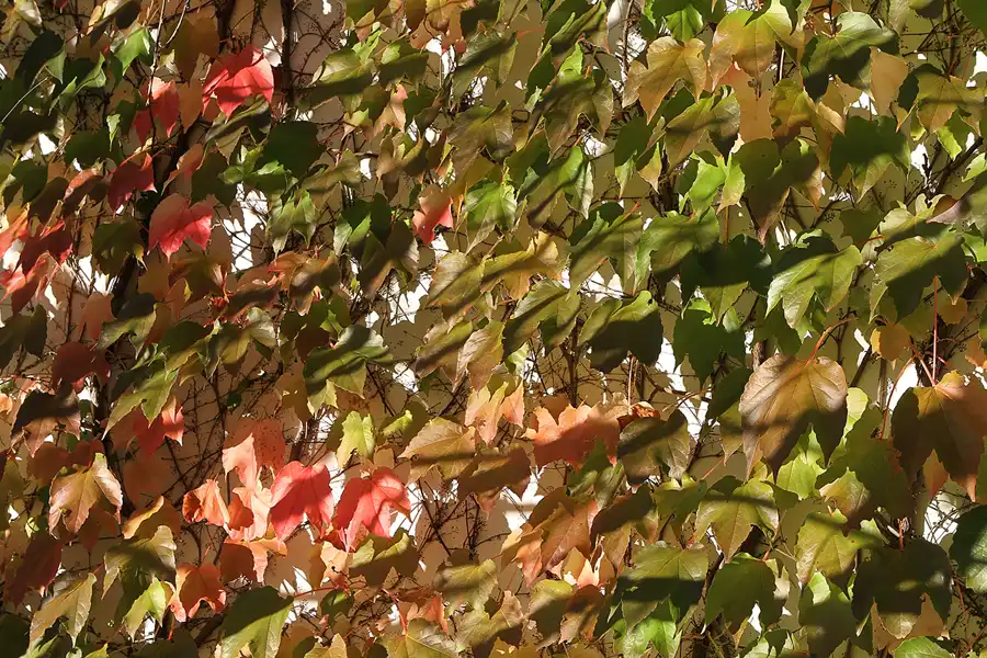 023 | 2011 | Berlin | Gärten der Welt im Erholungspark Marzahn | © carsten riede fotografie