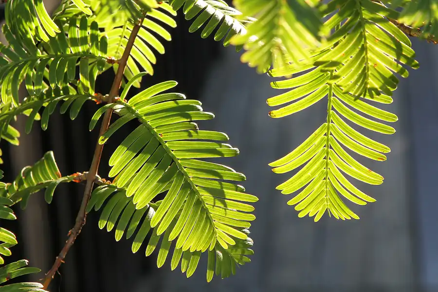 026 | 2011 | Berlin | Gärten der Welt im Erholungspark Marzahn | © carsten riede fotografie