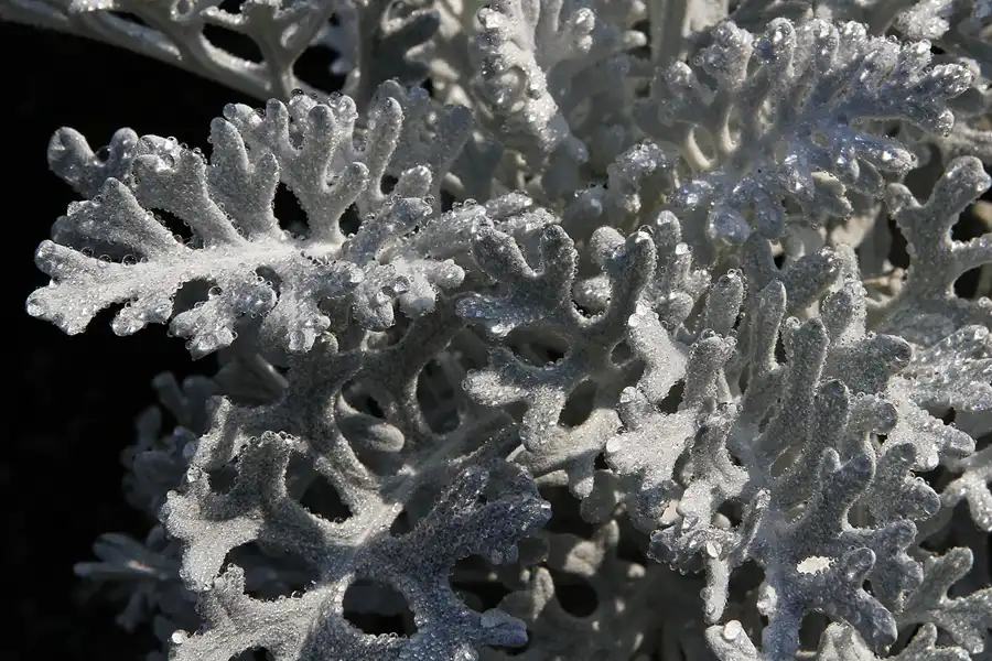 014 | 2011 | Potsdam | Park Charlottenhof | © carsten riede fotografie