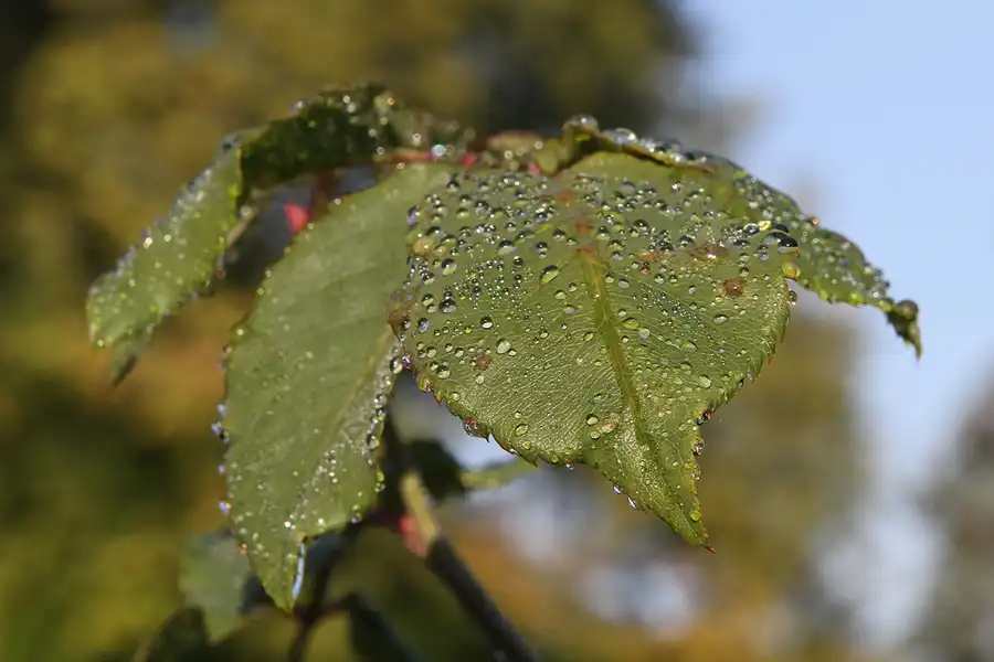 015 | 2011 | Potsdam | Park Charlottenhof | © carsten riede fotografie