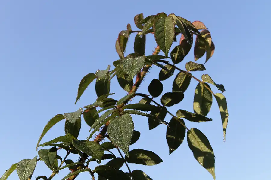 016 | 2011 | Potsdam | Park Charlottenhof | © carsten riede fotografie