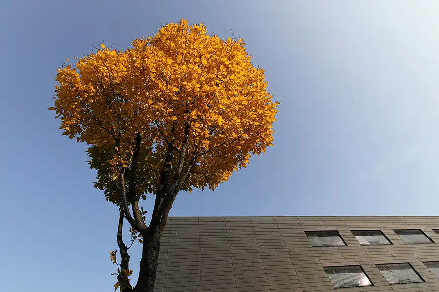 027 | 2011 | Berlin | Technologiepark WISTA | © carsten riede fotografie