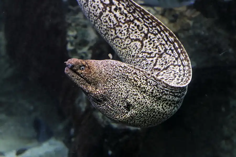004 | 2012 | Barcelona | L´Aquarium | © carsten riede fotografie