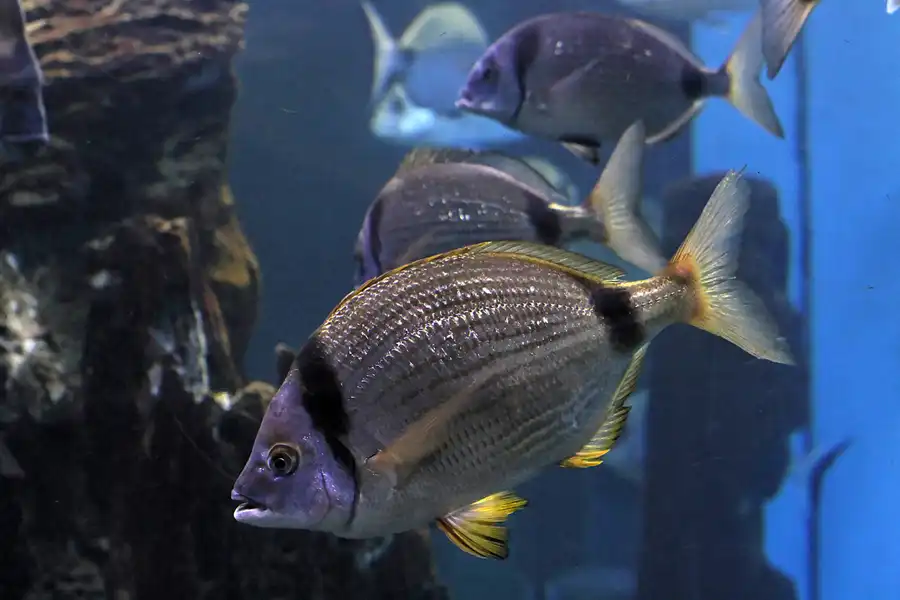 007 | 2012 | Barcelona | L´Aquarium | © carsten riede fotografie