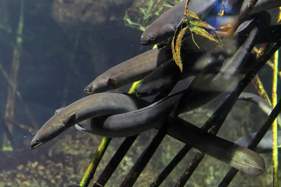 010 | 2012 | Barcelona | L´Aquarium | © carsten riede fotografie