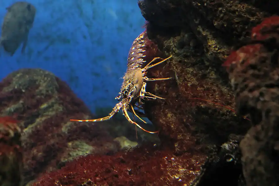 011 | 2012 | Barcelona | L´Aquarium | © carsten riede fotografie