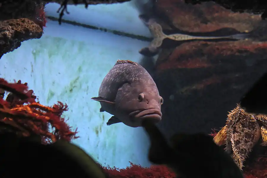 012 | 2012 | Barcelona | L´Aquarium | © carsten riede fotografie