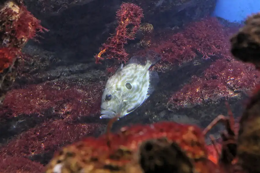 013 | 2012 | Barcelona | L´Aquarium | © carsten riede fotografie