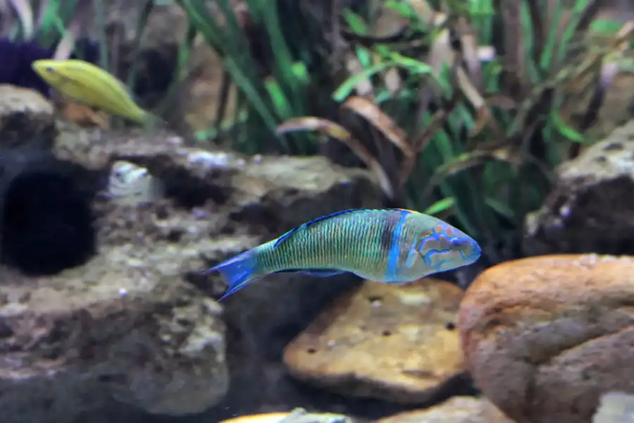 014 | 2012 | Barcelona | L´Aquarium | © carsten riede fotografie