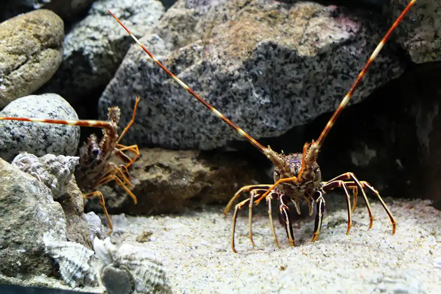 015 | 2012 | Barcelona | L´Aquarium | © carsten riede fotografie