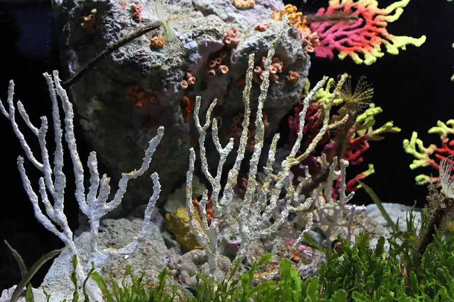 017 | 2012 | Barcelona | L´Aquarium | © carsten riede fotografie