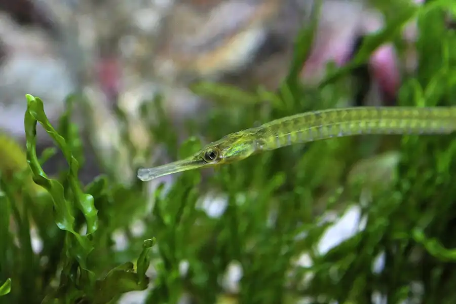 019 | 2012 | Barcelona | L´Aquarium | © carsten riede fotografie