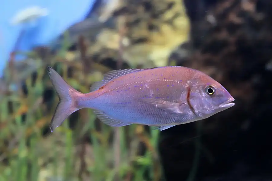 021 | 2012 | Barcelona | L´Aquarium | © carsten riede fotografie