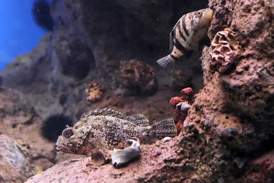 023 | 2012 | Barcelona | L´Aquarium | © carsten riede fotografie