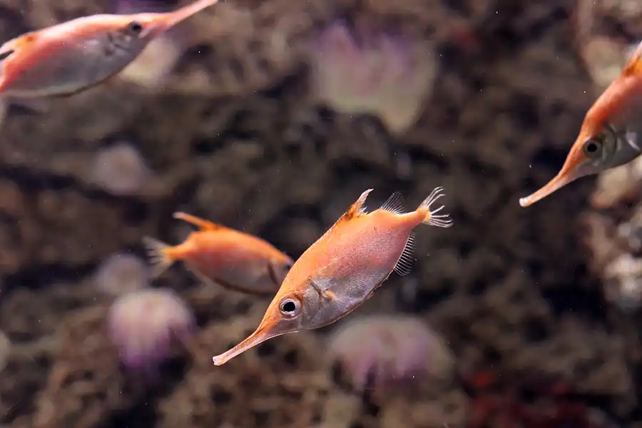 024 | 2012 | Barcelona | L´Aquarium | © carsten riede fotografie