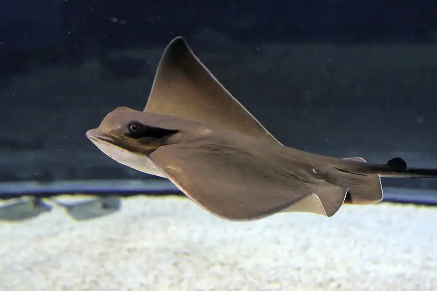 025 | 2012 | Barcelona | L´Aquarium | © carsten riede fotografie