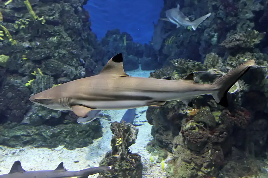 026 | 2012 | Barcelona | L´Aquarium | © carsten riede fotografie