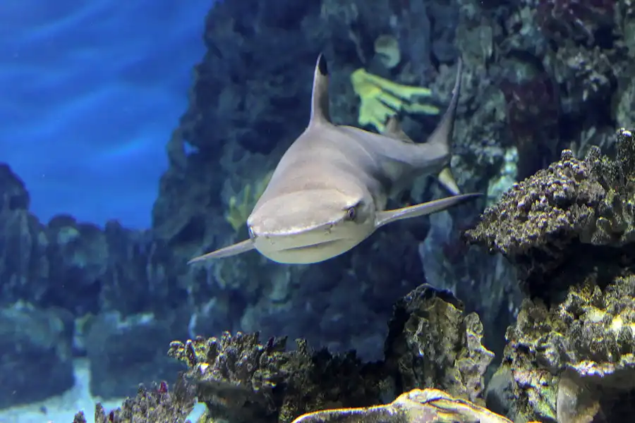 027 | 2012 | Barcelona | L´Aquarium | © carsten riede fotografie