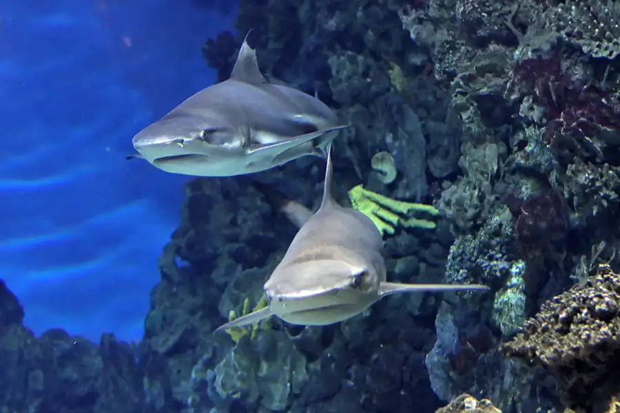 028 | 2012 | Barcelona | L´Aquarium | © carsten riede fotografie