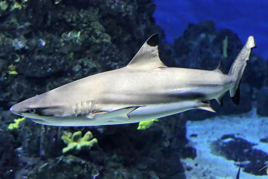 029 | 2012 | Barcelona | L´Aquarium | © carsten riede fotografie