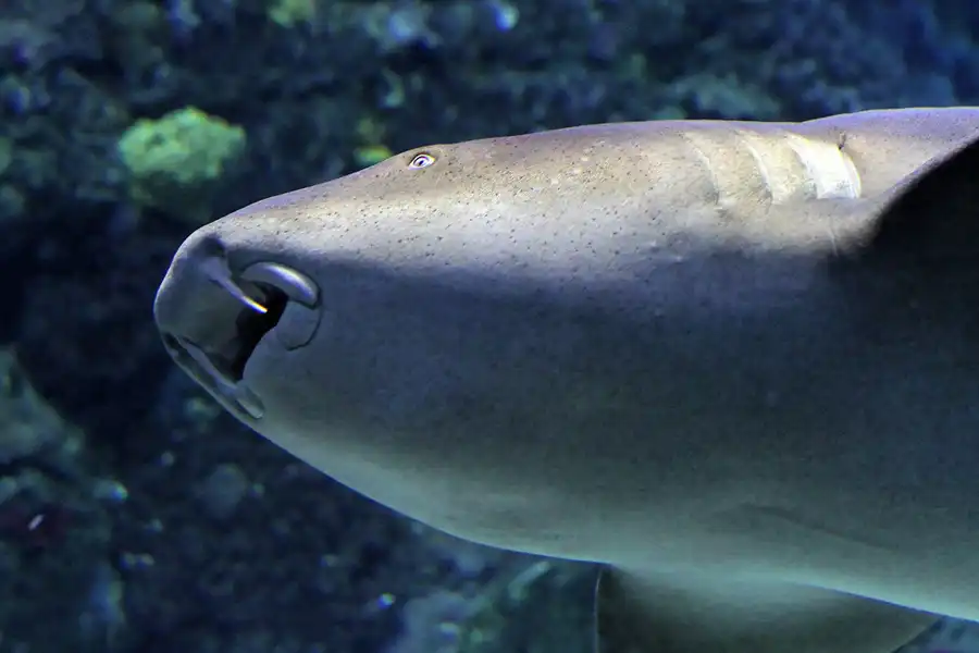 031 | 2012 | Barcelona | L´Aquarium | © carsten riede fotografie
