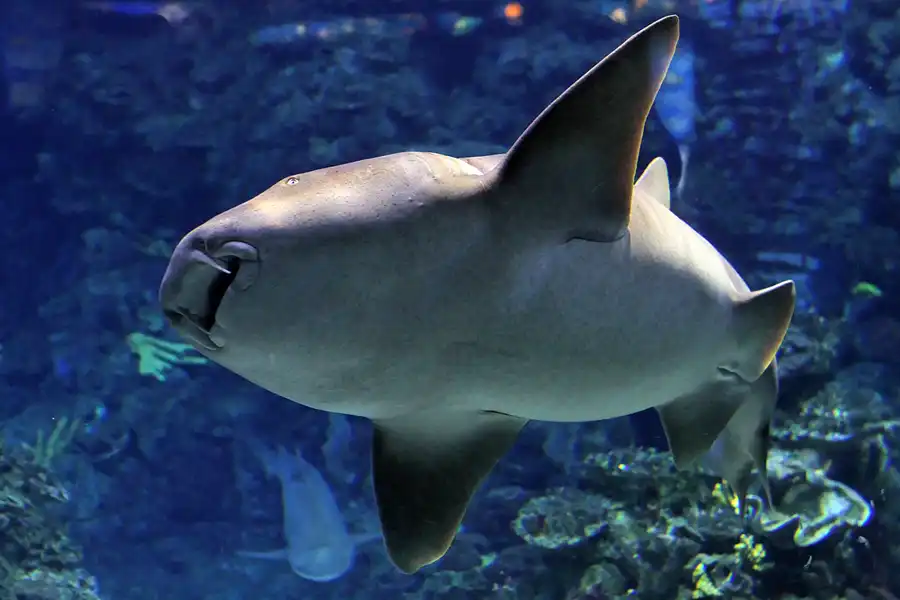 032 | 2012 | Barcelona | L´Aquarium | © carsten riede fotografie