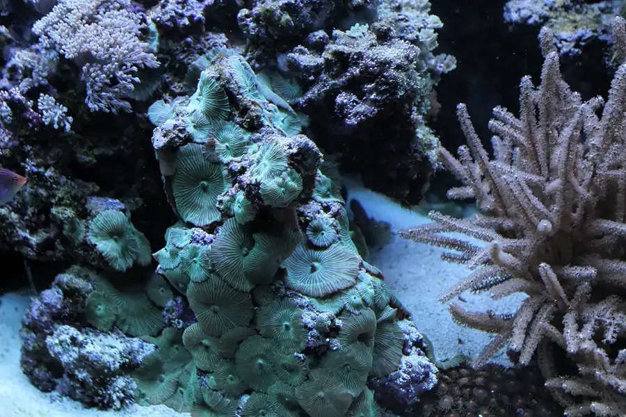 034 | 2012 | Barcelona | L´Aquarium | © carsten riede fotografie