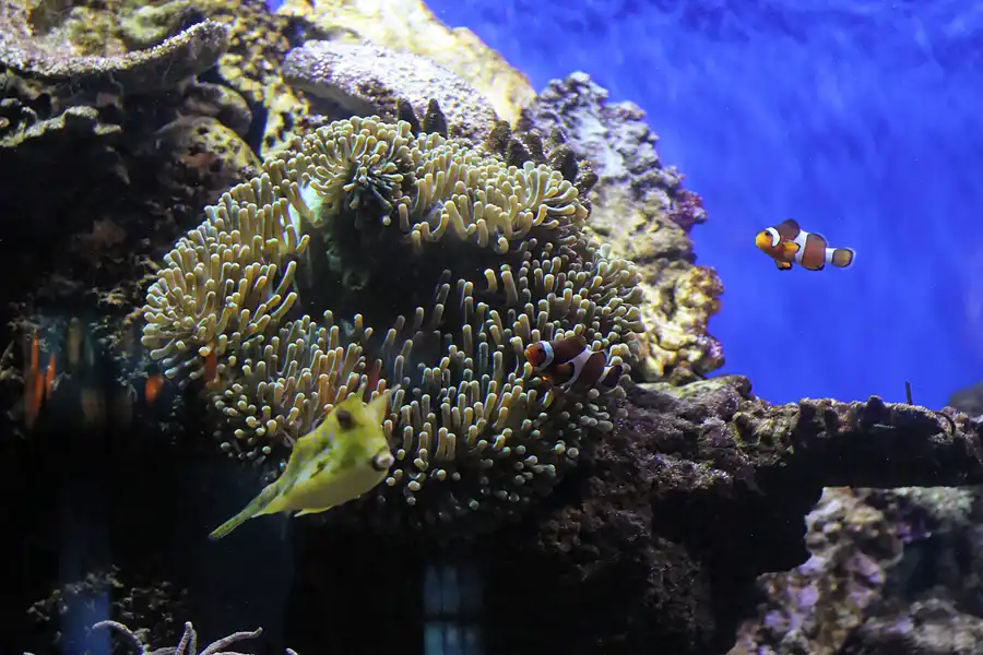 036 | 2012 | Barcelona | L´Aquarium | © carsten riede fotografie