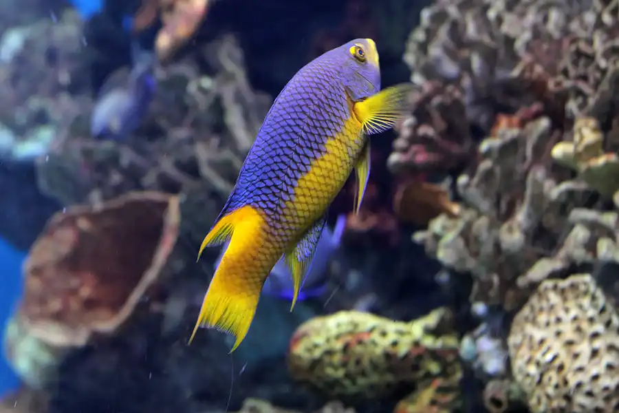 038 | 2012 | Barcelona | L´Aquarium | © carsten riede fotografie