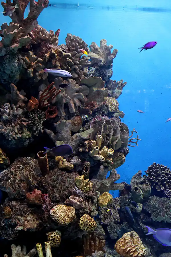 040 | 2012 | Barcelona | L´Aquarium | © carsten riede fotografie
