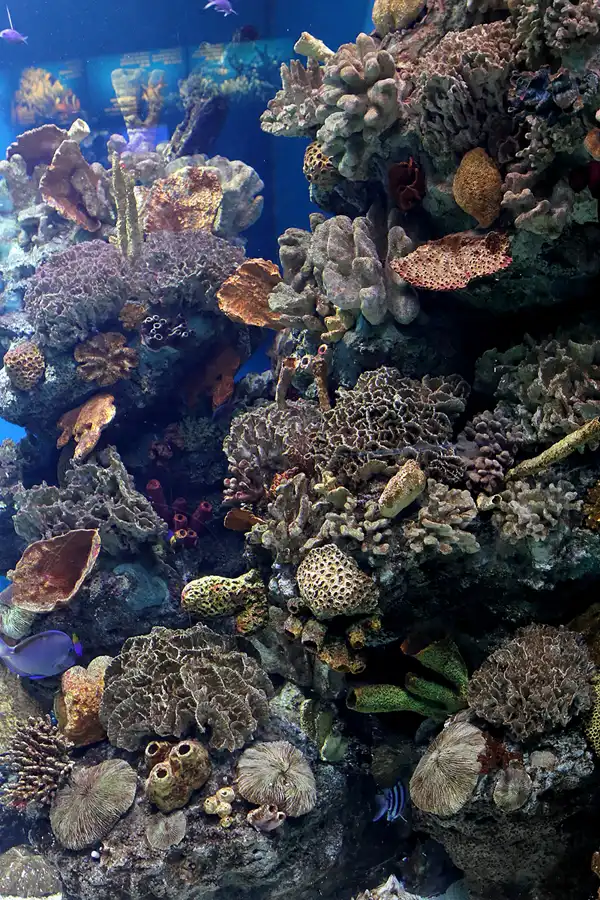 041 | 2012 | Barcelona | L´Aquarium | © carsten riede fotografie