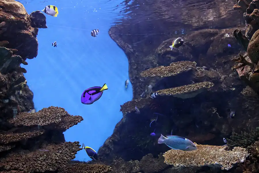 042 | 2012 | Barcelona | L´Aquarium | © carsten riede fotografie