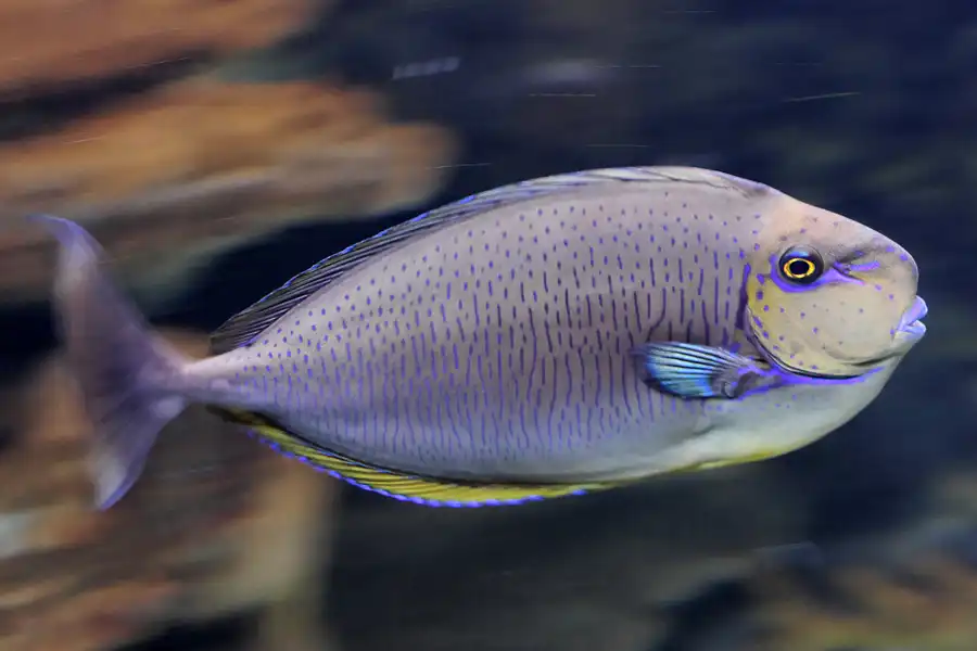 045 | 2012 | Barcelona | L´Aquarium | © carsten riede fotografie