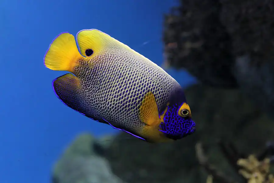 046 | 2012 | Barcelona | L´Aquarium | © carsten riede fotografie