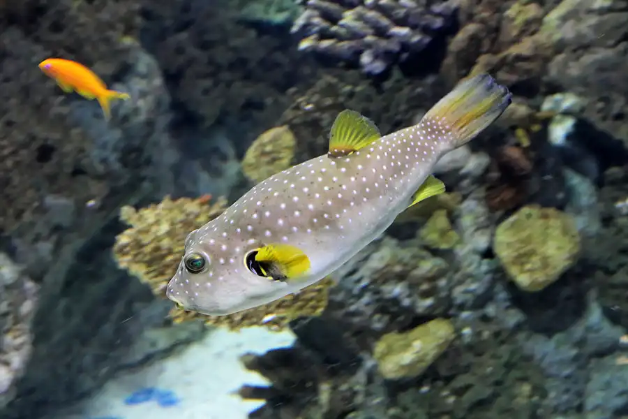 050 | 2012 | Barcelona | L´Aquarium | © carsten riede fotografie