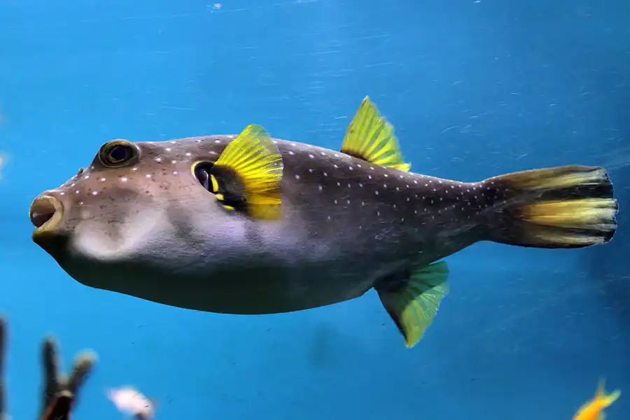 051 | 2012 | Barcelona | L´Aquarium | © carsten riede fotografie
