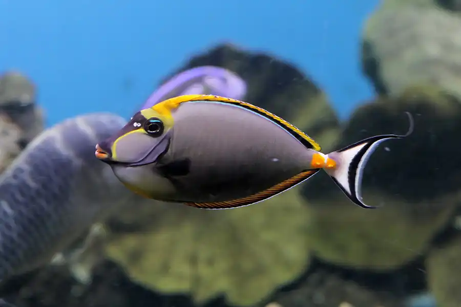 052 | 2012 | Barcelona | L´Aquarium | © carsten riede fotografie