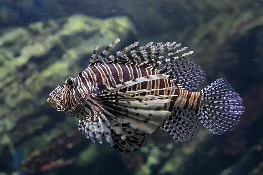 053 | 2012 | Barcelona | L´Aquarium | © carsten riede fotografie