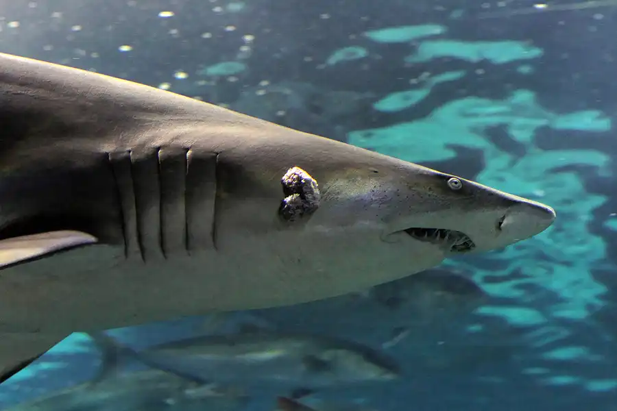 058 | 2012 | Barcelona | L´Aquarium | © carsten riede fotografie