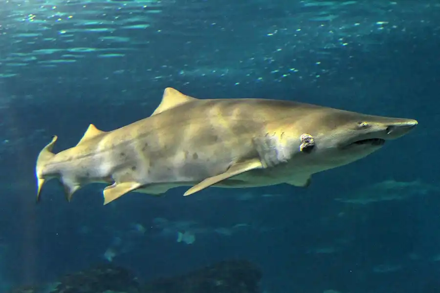061 | 2012 | Barcelona | L´Aquarium | © carsten riede fotografie